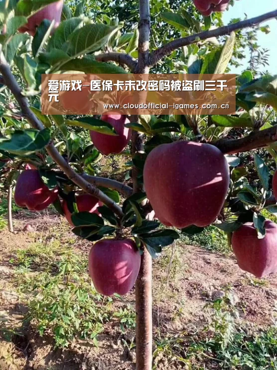 体育手机端APP